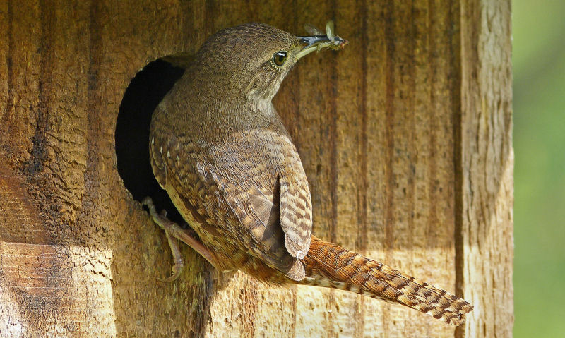 Wren Nest Box Hole Size Bird Barn